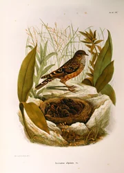 Ilustração da "História Natural das Aves que Nidificam na Lombardia" de Eugenio Bettoni, representando o acento alpino Prunella collaris, de Oscar Dressler