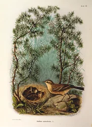 Ilustração da "História Natural das Aves que Nidificam na Lombardia" de Eugenio Bettoni, representando Water Pipit Anthus spinoletta, de Oscar Dressler