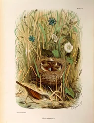 Ilustração da "História Natural das Aves que Nidificam na Lombardia" de Eugenio Bettoni representando Whitethroat Sylvia communis ou cinerea, de Oscar Dressler