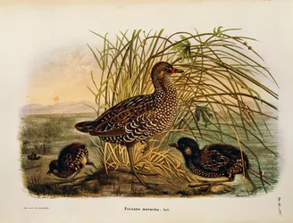 Ilustração da "História Natural das Aves que Nidificam na Lombardia", de Eugenio Bettoni, representando o Craque Porzana Porzana Manchada, de Oscar Dressler