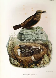 Ilustração da "História Natural das Aves que Nidificam na Lombardia" de Eugenio Bettoni representando Blue Rock Thrush Monticola solitarius, de Oscar Dressler