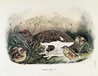 Ilustração da "História Natural das Aves que Nidificam na Lombardia" de Eugenio Bettoni representando Rock Ptarmigan Lagopus muta, de Oscar Dressler