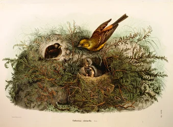 Ilustração da "História Natural das Aves que Nidificam na Lombardia" de Eugenio Bettoni, representando a Emberiza citrinella do Martelo Amarelo, de Oscar Dressler