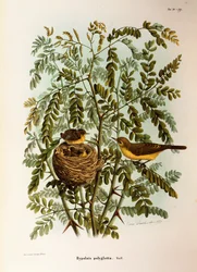 Ilustração da "História Natural das Aves que Nidificam na Lombardia" de Eugenio Bettoni, representando o Melodioso Hippolais Poliglota Hippolais, de Oscar Dressler