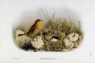 Representação do Desfiladeiro Vermelho (Rubecula familiaris) (Cromolitografia