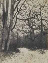 [Floresta de Fontainebleau], c. 1860.
