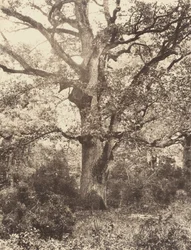 Perto do Bodmer, década de 1860.