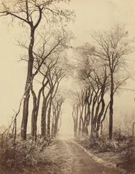 Estrada e árvores com geadas