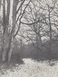 estrada na floresta