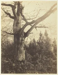 Sem título [árvore], c. 1860.
