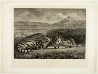 Tigre de bengala