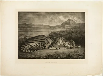 Tigre de bengala