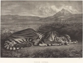 Tigre Real (Tigre Real)