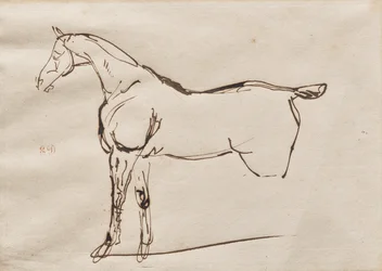 Estudo de um cavalo