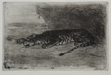 Tigre dormindo na entrada de seu covil