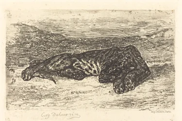 Tigre dormindo no deserto