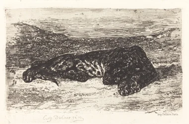 Tigre dormindo no deserto