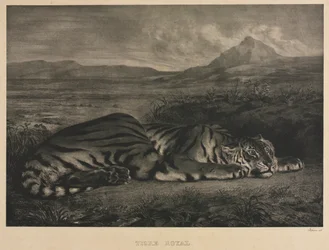 tigre real