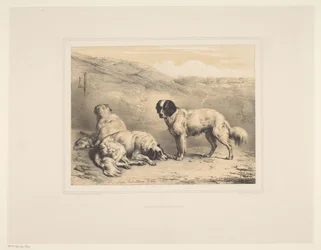 Três cachorros Vários animais (título da série) Etudes d