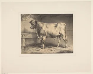 Stier Diversos dieren (título da série) Estudos Animais (título da série)