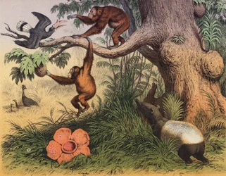 Um pântano em Sumatra (litografia a cores)