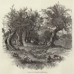 Campo dos pastores em Belém