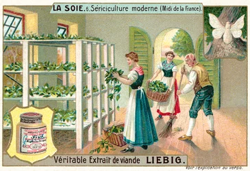 Produção de seda no Sul da França (chromolitho)