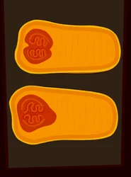 Butternut Squash (arte digital)