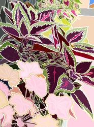 Caixa de janela com Coleus e Coral Bells, 2025 (arte digital)