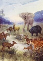 Os animais do campo (litografia a cores)