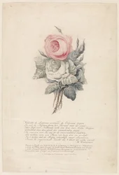 Rosas