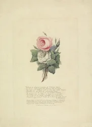 Rosas com as silhuetas da família real, 1816