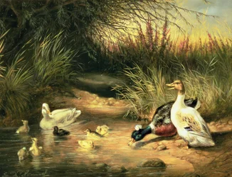 Patos, Drake e Patinhos