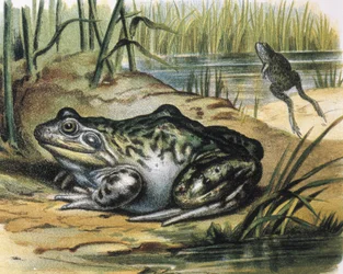 Rã-touro. Anfíbio Ranidae. Gravura a partir de uma pintura de F. Padro. Gravura.