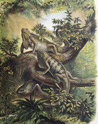 Iguanas. Espécie de lagarto. Gravura a partir de um desenho de F.Padro.