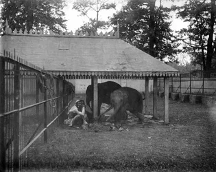 Elefantes, Alipore, Índia, 1905-1906