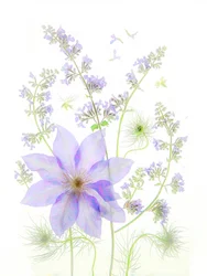 Delicadas flores de alfazema