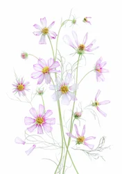 Cosmos rosa etéreo
