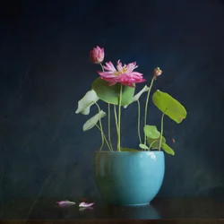 Radiação de lótus rosa