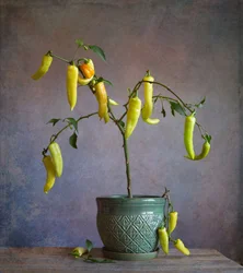 Pimentos rústicos em vaso
