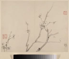Álbum de ameixas em flor