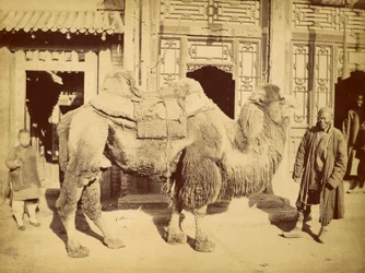 Camelo-bactriano com tratador, cerca de 1860