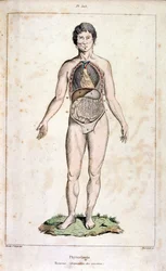 Ilustração anatómica de F. E. Guerin. De Dictionnaire pittoresque d