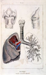 Ilustração anatómica de F. E. Guerin. De Dictionnaire pittoresque d