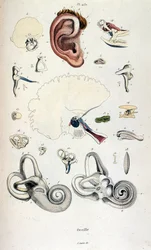 Ilustração anatómica de F. E. Guerin. De Dictionnaire pittoresque d