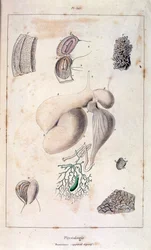 Ilustração anatómica de F. E. Guerin. De Dictionnaire pittoresque d