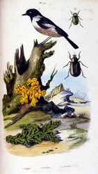 Ilustração botânica e zoológica de F. E. Guerin. De Dictionnaire pittoresque d