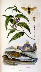 Ilustração botânica e zoológica de F. E. Guerin. De Dictionnaire pittoresque d