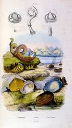 Ilustração botânica e zoológica de F. E. Guerin. De Dictionnaire pittoresque d