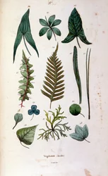 Ilustração botânica e zoológica de F. E. Guerin. De Dictionnaire pittoresque d